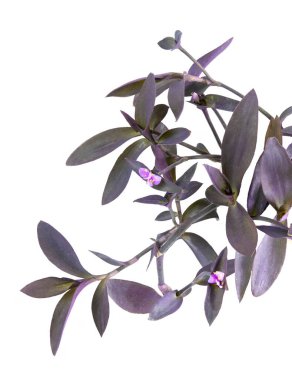 Tradescantia pallida bitkisinin canlı mor yaprağı, mor yapraklı ve çiçekli süs bitkisi, ayrıca mor salgı ve mor kraliçe olarak