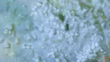 Soğuk su kabarcıkları olan video duvar kağıdı