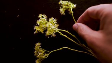Kameraya gösterilen, bir sedum sediforme bitki whit flower, crassulaceae