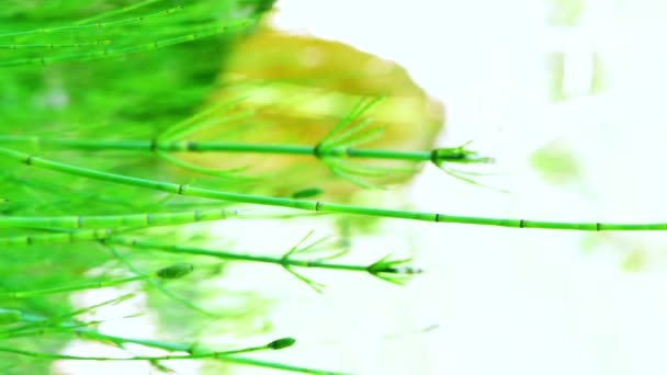 Вертикальное Видео Зеленое Лекарственное Растение Equisetum Arvense Полевой Конский Хвост — стоковое видео