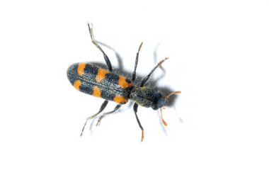 Trichodes punctatus, Cleridae familyasından beyaz arka planda yaşayan bir böcek türüdür.