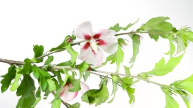 Beyaz arka planda izole edilmiş pembe ya da mor gül, bilimsel adı Hibiscus syriacus, stüdyo çekimi.