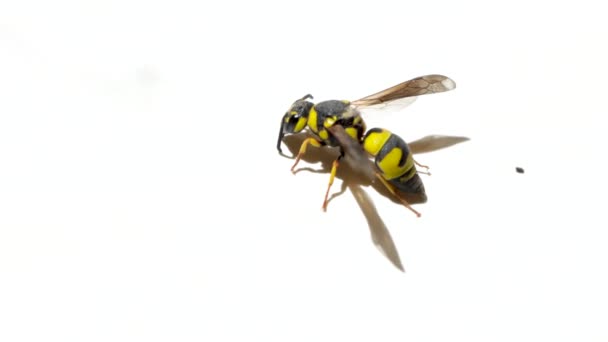 Wasp Vetenskapligt Namn Euodynerus Variegatus Euodynerus Curictensis Isolerad Vit Bakgrund — Stockvideo