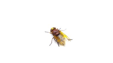 Tabanus, tabano, Hornet taklitçi hoverfly, volucella zonaria, stüdyo videosu, beyaz arka planda izole edilmiş böcek.