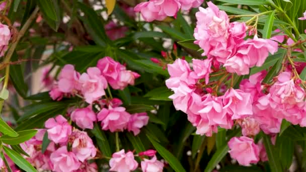Красивое Растение Мягкими Розовыми Цветами Научное Название Nerium Oleander Adelfa — стоковое видео