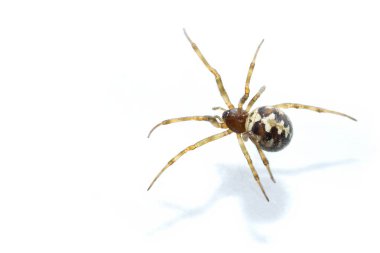 Steatoda grossa, sahte Kara Dul, Triangulate örümcek ağı, Steatoda triangulosa, beyaz arka planda stüdyo çekimi, izole edilmiş, kopyalama alanı