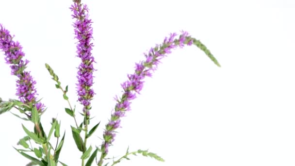 Wideo Powiększ Kwiatów Lythrum Salicaria Roślin Izolowane Białym Tle — Wideo stockowe