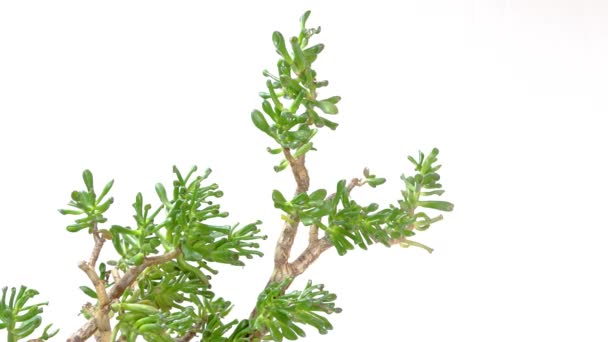 Φυτό Νεφρίτη Τυχερό Φυτό Φυτό Χρημάτων Δέντρο Χρημάτων Crassula Ovata — Αρχείο Βίντεο
