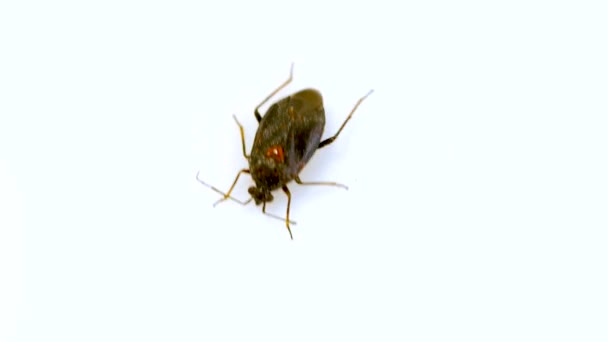 Aphanus Rolandri Bugg Familjen Lygaeidae Mjölken Buggar Insekt Isolerad Vit — Stockvideo