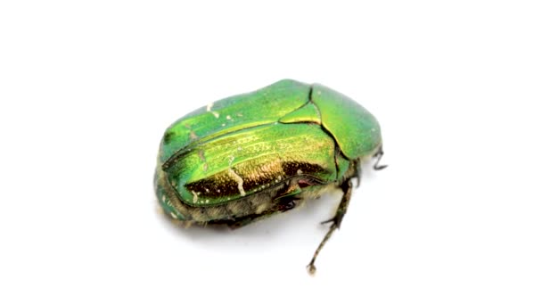 Cetonia Aurata Llamada Rosal Escarabajo Verde Rosal Insecto Aislado Sobre — Vídeos de Stock