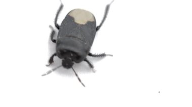 Sehirus luctuosusbug, beyaz arkaplanda gezinen bir kalkan böceğinin makro görüntüsü.