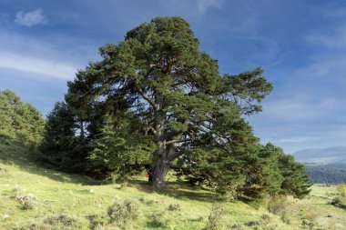 Tanınmayan bir kız, Puerto de Cuarto Pelado, Cantavieja, Aragon, Teruel, İspanya 'da bulunan devasa ve eşsiz bir ağaç olan pinus sylvestris' in yanında poz veriyor. Çam çok büyük.