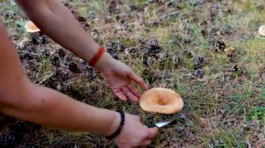 Bir kadın ormanda bir bıçakla mantar kesiyor, bir chanterelle. Kestiği zaman, sporlar yayılıyor..