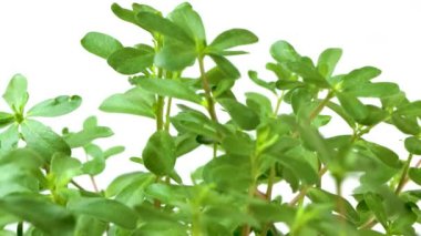 4k video, yeşil purslane yapraklarının yatay panosu, bilimsel adı portulaca oleracea