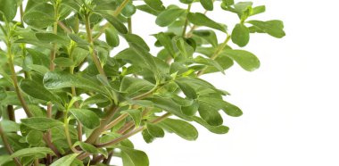 Yeşil purslane yaprakları, bilimsel adı portulaca oleracea, beyaz arka planda izole edilmiş.