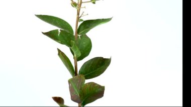 Lagerstroemia indica, Jüpiter ağacı, Crespon, Lagerstroemia indica, Alstroemeria, Jupiters, Spurilla, Hint leylağı, Jüpiter ağacı, Reseda, Astromelia, Largostremia, Veranera, izole edilmiş beyaz zemin
