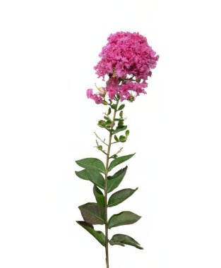 Lagerstroemia indica, Jüpiter ağacı, Crespon, Lagerstroemia indica, Alstroemeria, Jupiters, Spurilla, Hint leylağı, Jüpiter ağacı, Reseda, Astromelia, Largostremia, Veranera, beyaz arka planda izole edilmiş.