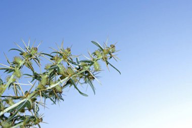 Xanthium spinosum. Clotbur, dikenli midye, yazın açık havada çekilen vahşi bitki, yakın plan, mavi arka plan.