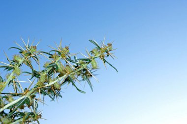 Xanthium spinosum. Clotbur, spiny cocklebur, Wild plant shot in summer outdoors, close up, blue background clipart