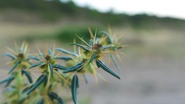 Xanthium spinosum. Clotbur, dikenli midye, yazın vahşi bitki vuruşu, yakın çekim.