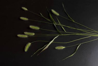 Hd photo,  wild plant setaria viridis, isolated on black background with side raking light clipart