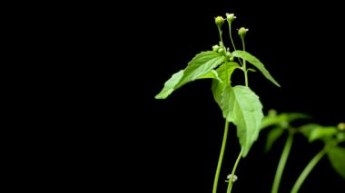 Quickweed, galinsoga parviflora ya da Fransız lahanası, siyah arka plan videosu, izole edilmiş, stüdyo çekimi