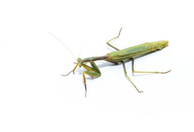 Peygamber devesi böceği, stüdyo çekimi, beyaz arka planda izole edilmiş fotoğraf.