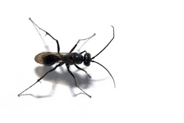 Agenioideus Cinctellus, Örümcek Eşekarısı Böceği, Stüdyo çekimi, beyaz arka planda izole edilmiş,