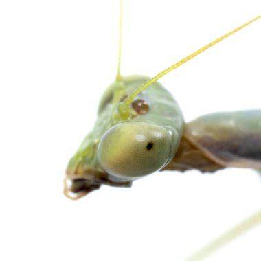 Peygamber devesi böceği, stüdyo fotoğrafı, beyaz arka planda izole edilmiş, yakın plan, kafa ve göz manzarası.