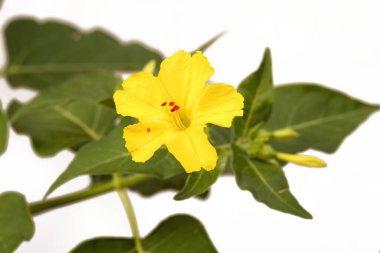 yellow flower of the plant Mirabilis jalapa, don diego de noche, galan de noche, isolated on white background clipart