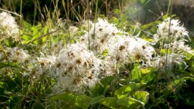 4k video açık havada, Clematis Vitalba bitkisinin çiçeğine yakınlaştırın, günışığına karşı dilenci otu denir.