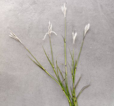 plant and flower called,  Bothriochloa laguroides isolated, gray background,lateral light clipart