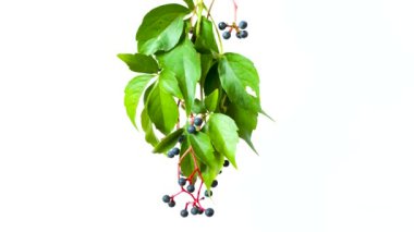 Virjinya Creeper, Parthenocissus quinquefolia veya Parthenocissus inserts adlı kırmızı meyveli 4k video, beyaz arka plan, bitki ve meyve izole stüdyo videosu