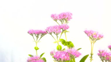 Hylotelephium spectabile, Sedum telephium, sokak çimi, beyaz arka planda izole edilmiş stüdyo videosu