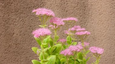 Hylotelephium spectabile, Sedum telephium, sokak çimi, kapalı stüdyo videosu