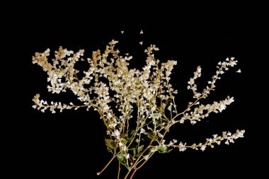 Hd photo, close-up, plant with small whiteflowers, Fallopia baldschuanica Fallopia aubertii isolated, studio shot, black background clipart