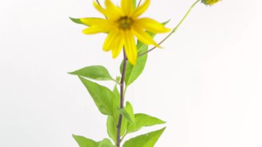Kudüs Enginar, Bloom 'da Helianthus tüberosus, Sarı Çiçeklerin Yakın Görüntüsü, izole edilmiş beyaz arka plan, stüdyo çekimi