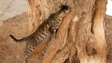 Oyuncu Kedi Tırmalayan Ağaç Gövdesi Açık Hava, 4K video