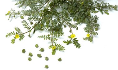 Tribulus terrestris Plant with Spiny Fruits and Yellow Flowers on white background clipart