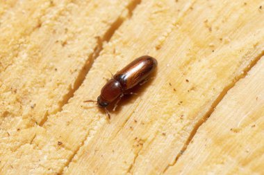 Tahta Doku Üzerine Depresif Un Böceği, Solgun Depresyon Tenebrionidae Karanlık Böcekler