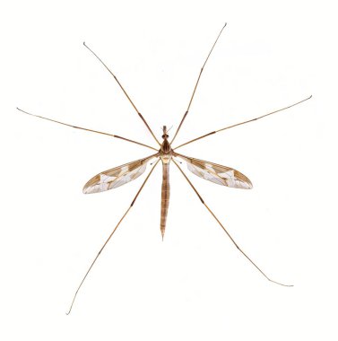 Turna sineği, sırt manzaralı uzun bacaklı sivrisinek, Tipulidae, Turna sineği veya baba uzun bacakları, Tipula maxima, beyaz arka plan