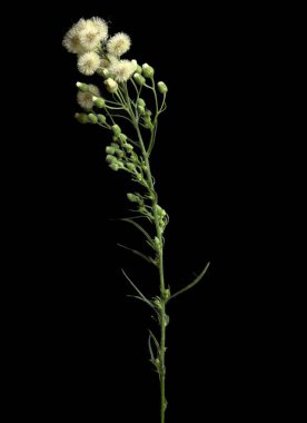 Erigeron bonariensis, Fluffy Wild Herb Kara Arkaplanda izole edilmiş stüdyo çekimi