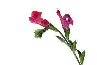 Isolated Pink Salvia microphylla Flowers on White Background, studio shot clipart