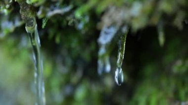 Yosun kaplı kaya parçasından sarkan su damlasının yakın çekimi, 4K video.