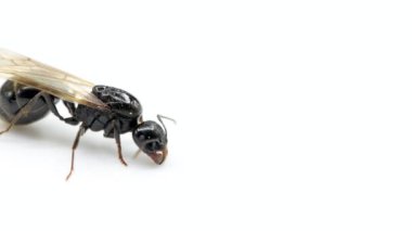 Kanatlı Kraliçe Karınca Macro Yakın plan, 4K izole edilmiş stüdyo videosu