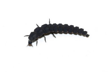 Beyaz Arkaplanda Alev Solucanı Larvası 'nın yakın çekimi, Lampyris noctiluca