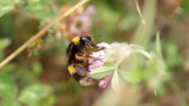 Bumblebee 'nin yakın çekimi, bombardıman pisti, izole edilmiş, çiçekten nektar yudumlayan