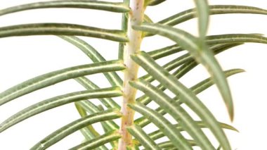 Euphorbia latiris Stem ve Leaves on White Background 4k videosunun kapanışı