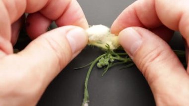 Ortak Yeşillikte Bir Parazit Safrası Açmak - Yünlü Gall Yapısının Yakın Çekimi