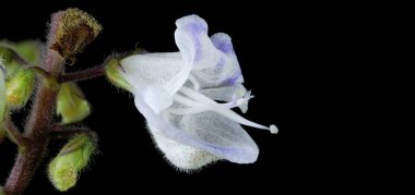 Siyah Arkaplanda Narin Beyaz ve Mor Tütsü Bitkisi Çiçeği Macro